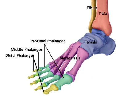 Foot and Ankle Anatomy